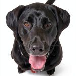 Harper Kindle eBook Animal Care Essays 208 Pages-0