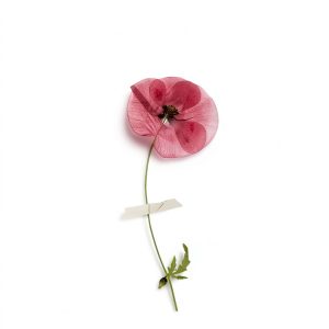 Poetry of Death and Grief Kindle eBook by Serenity Press-0